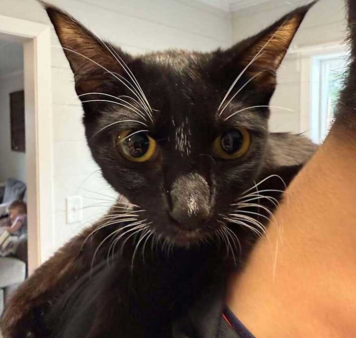 Photo of Domino