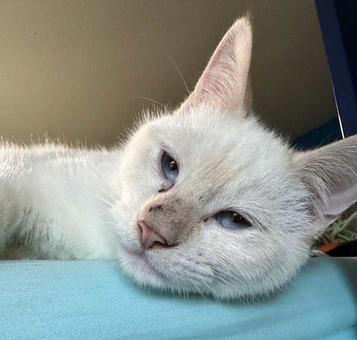 Photo of Tater Tot