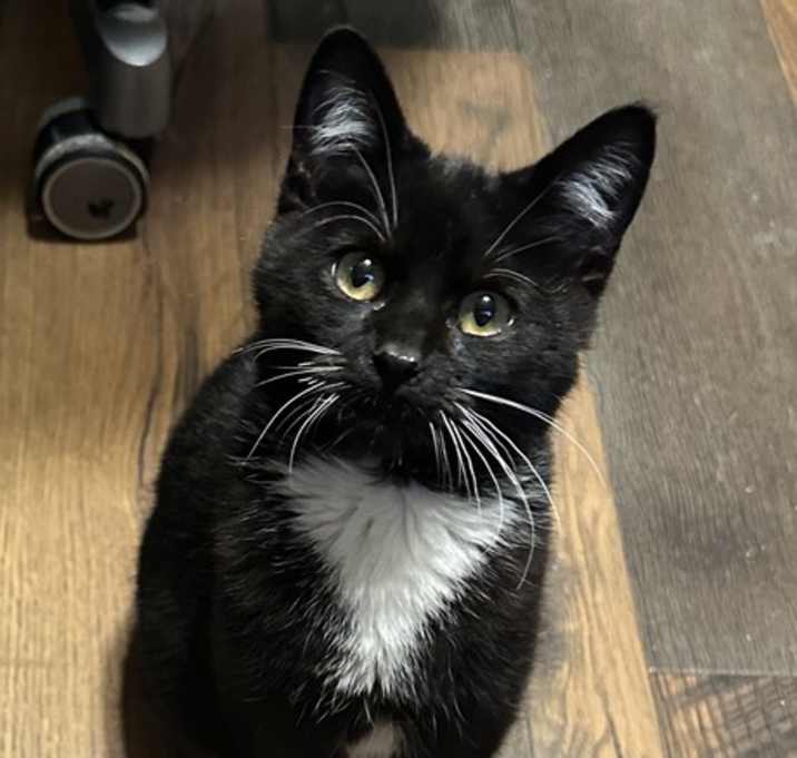 Photo of Oreo