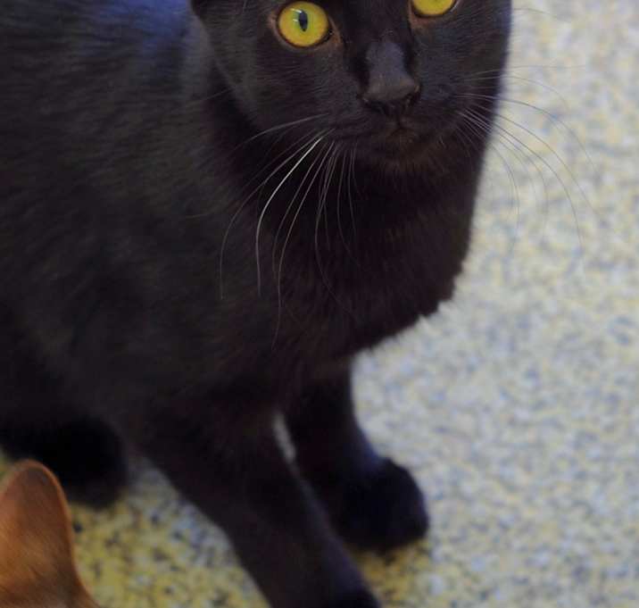 Photo of Zazu