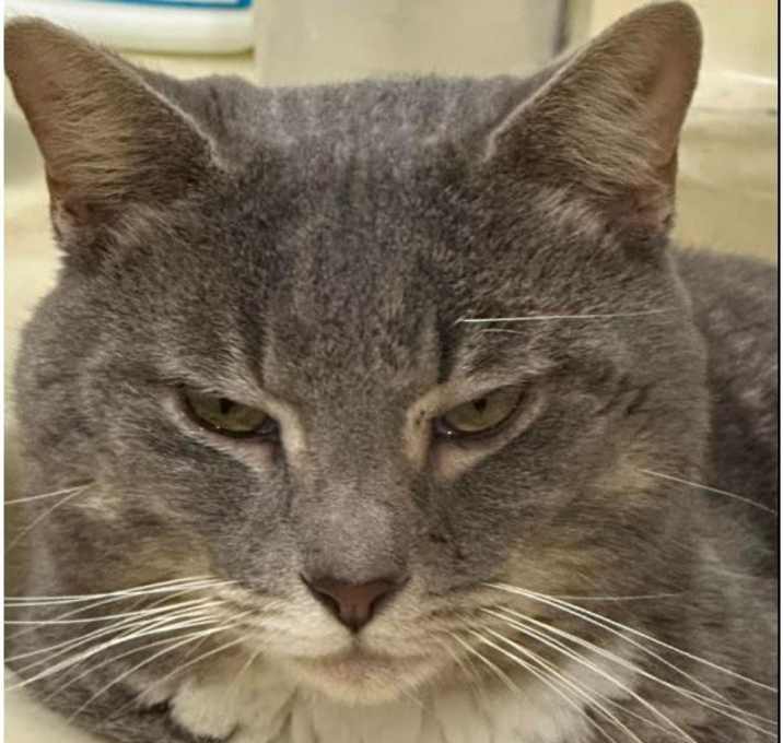 Photo of Ollie