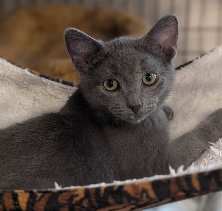 Photo of Percy