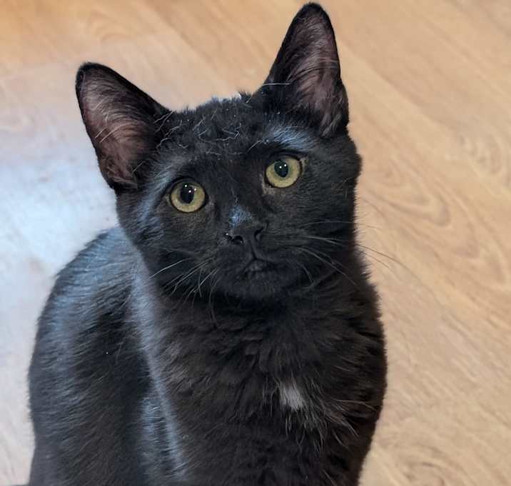 Photo of Peggy Sue
