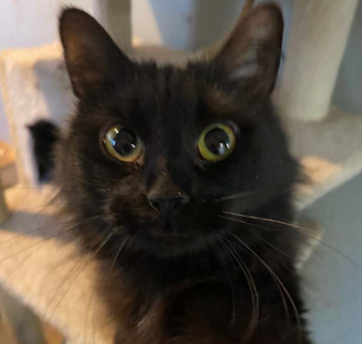 Photo of Iris