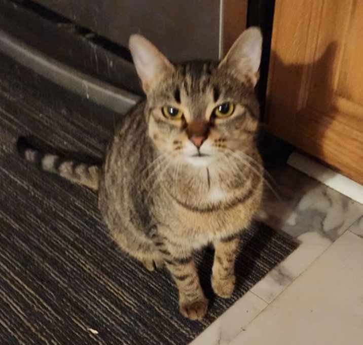 Photo of Toffee