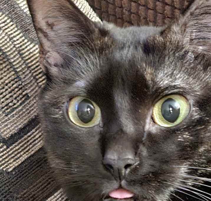 Photo of Jinx