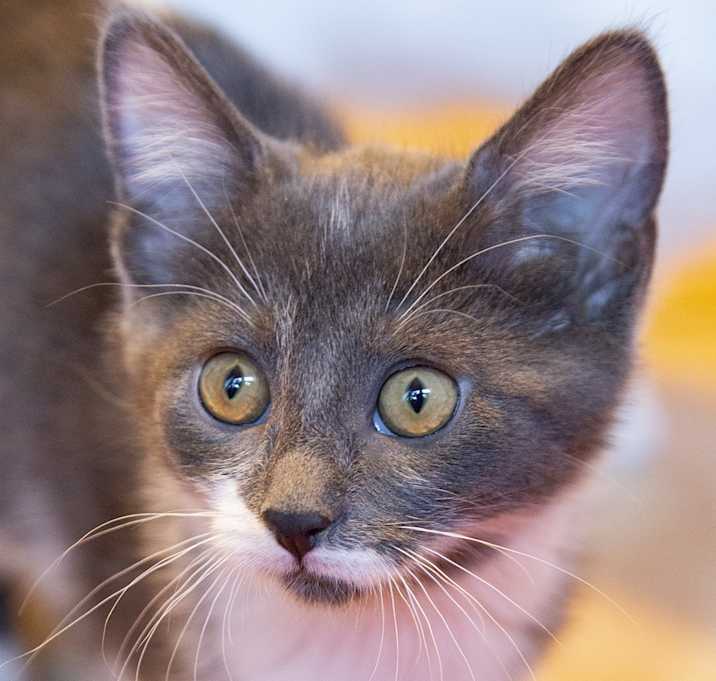 Photo of Kitt