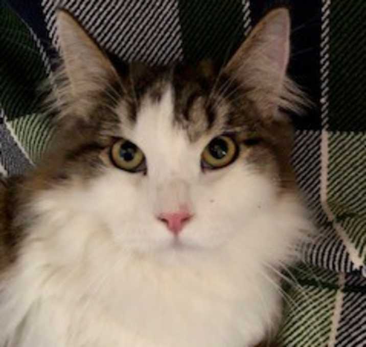 Photo of Ziggy
