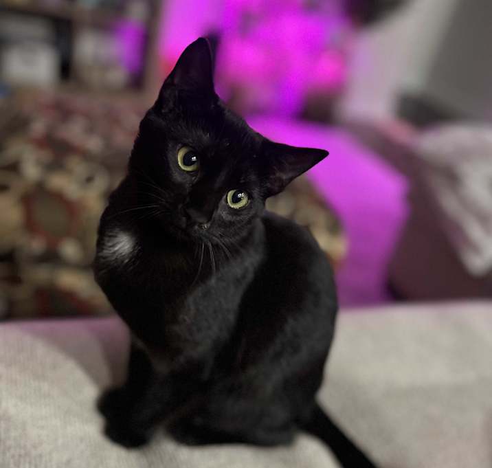 Photo of Violet