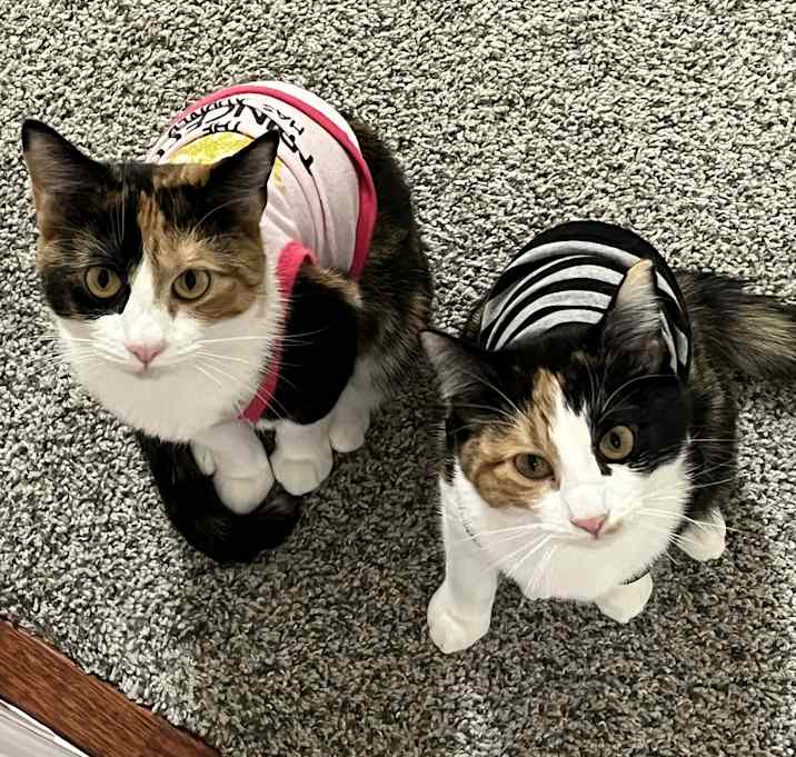 Photo of Cupcake & Daisy