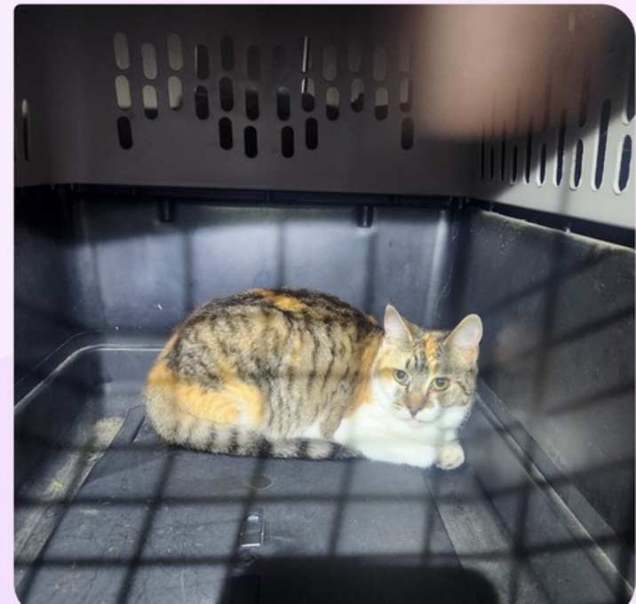 Photo of Fire Cat # 4