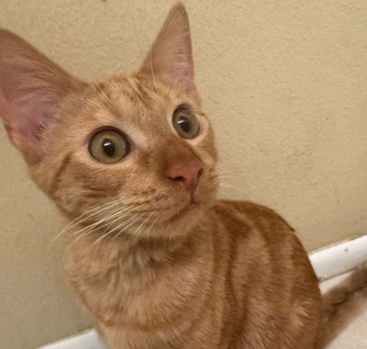 Photo of Cheddar