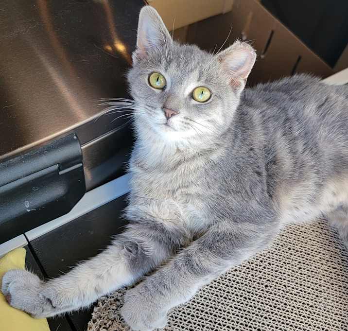 Photo of Tonks