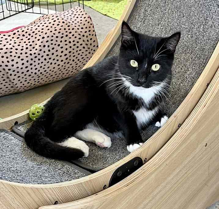 Photo of Blinkin