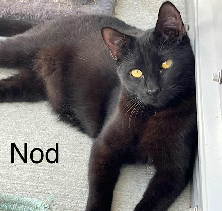 Photo of Nod