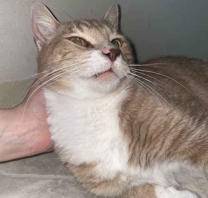 Photo of Dodge