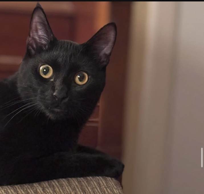 Photo of Velvet