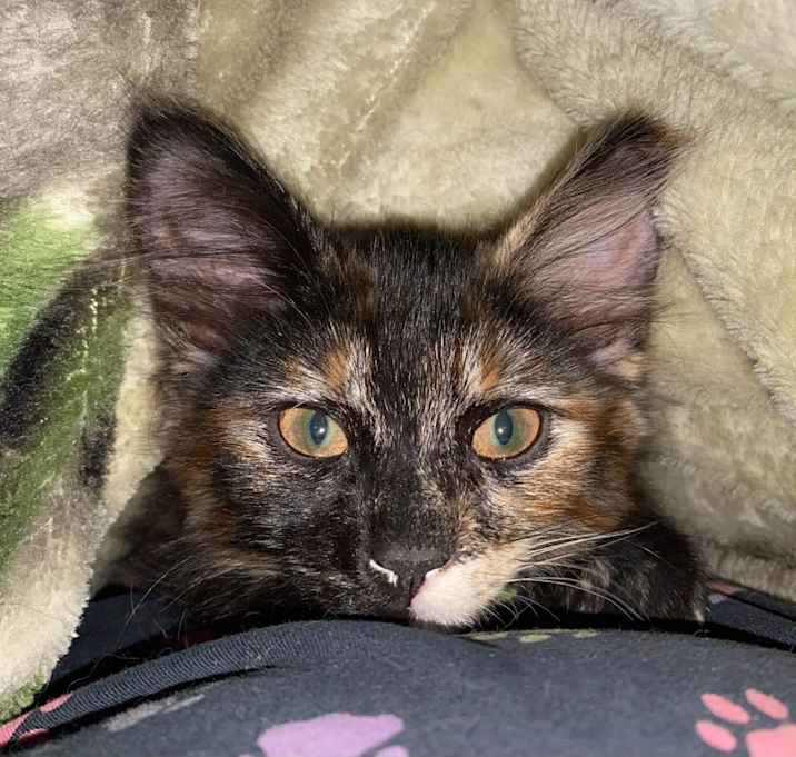 Photo of Cinnamon