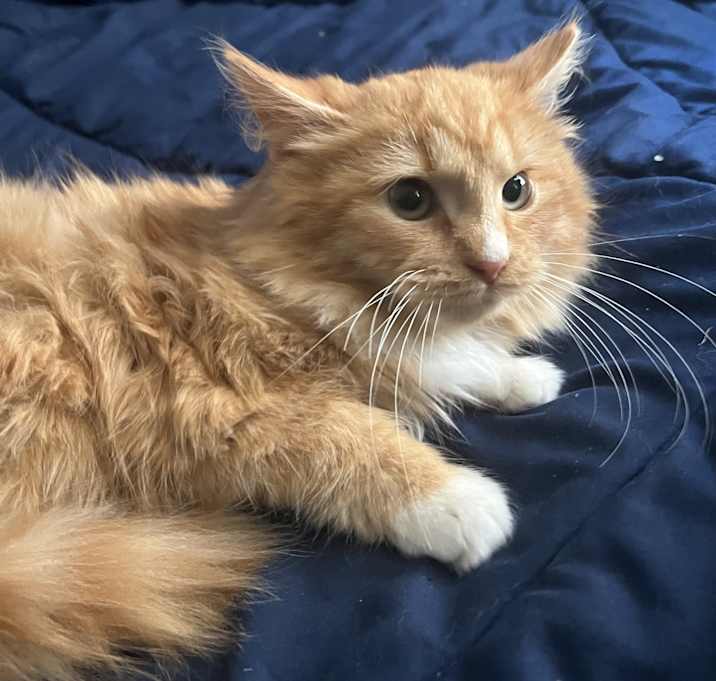 Photo of Mango and Ghost