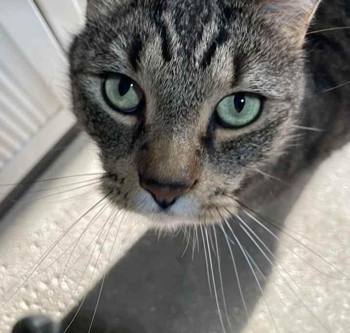 Photo of Brody