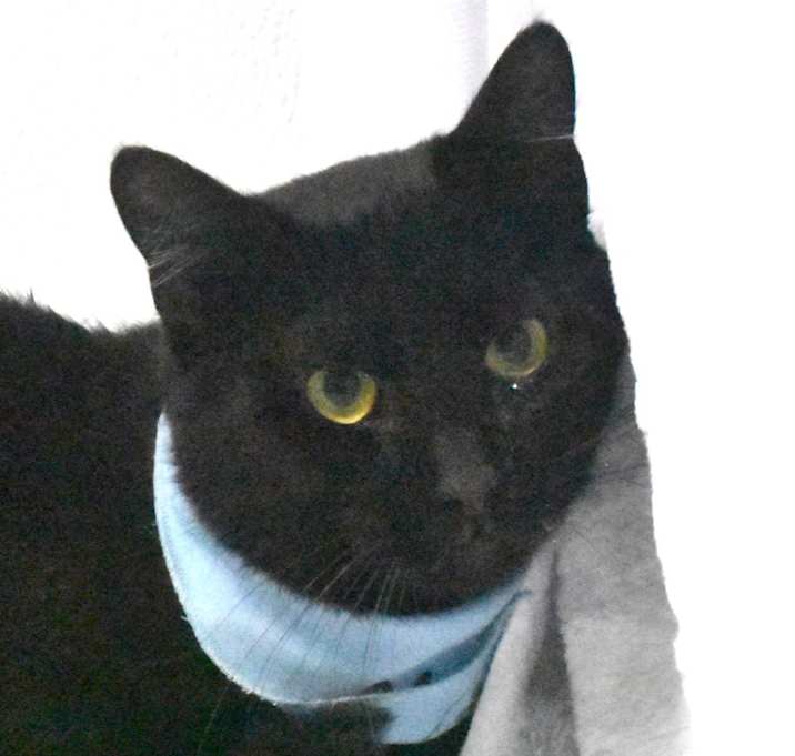 Photo of Briar