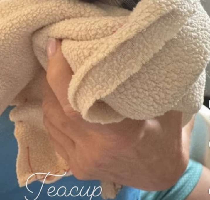 Photo of Teacup