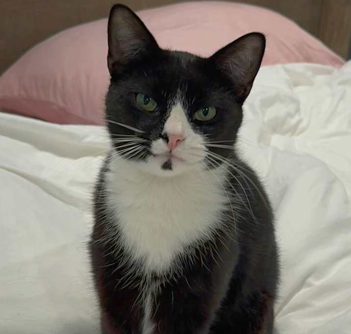 Photo of Binx