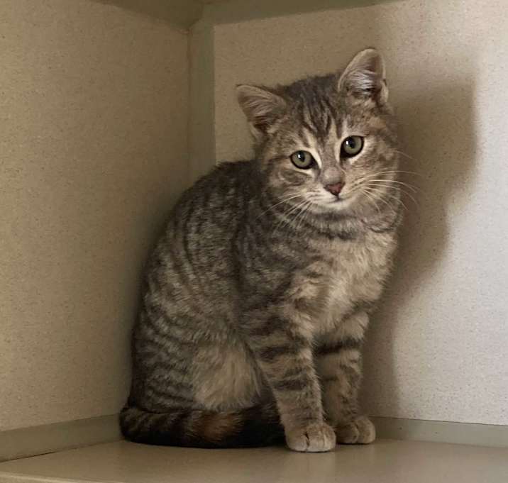 Photo of Buttercup