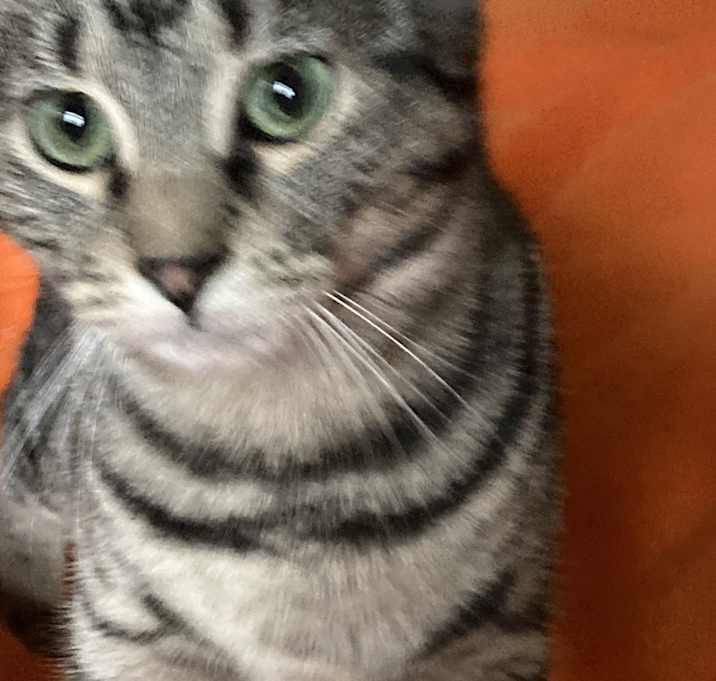 Photo of Beans