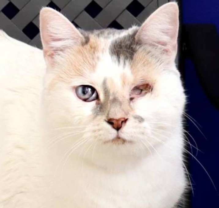 Photo of Primrose