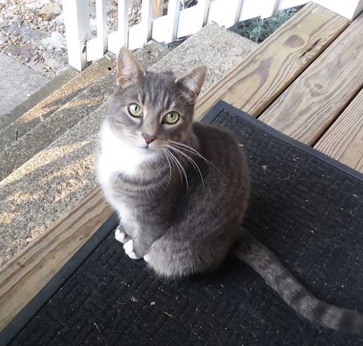 Photo of Mau Mau