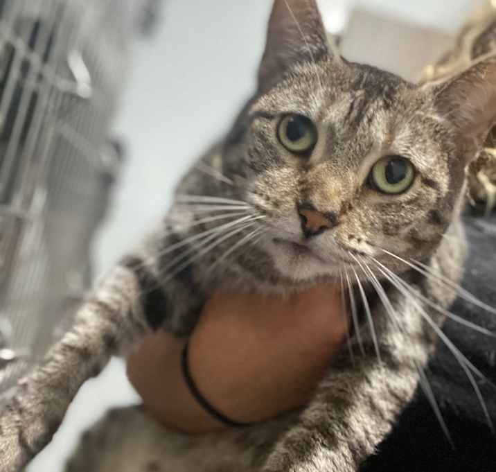 Photo of Pumpkin