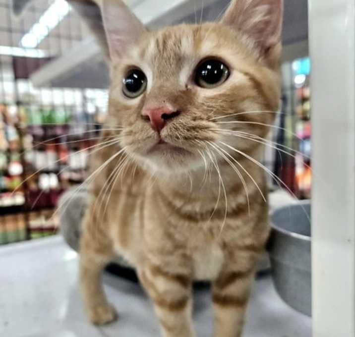 Photo of Simba
