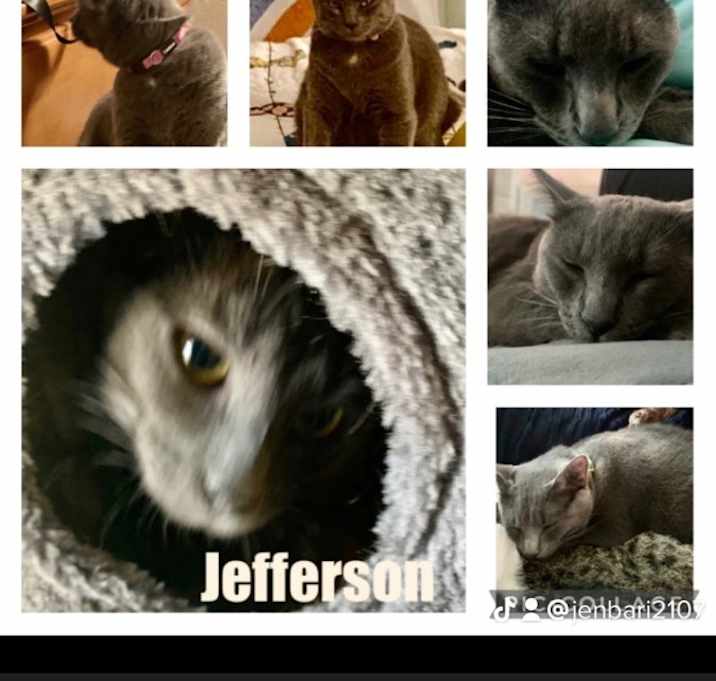 Photo of Jefferson/Tyson (Bonded Pair)