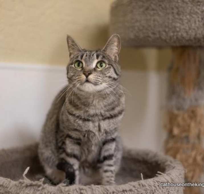 Photo of Callie