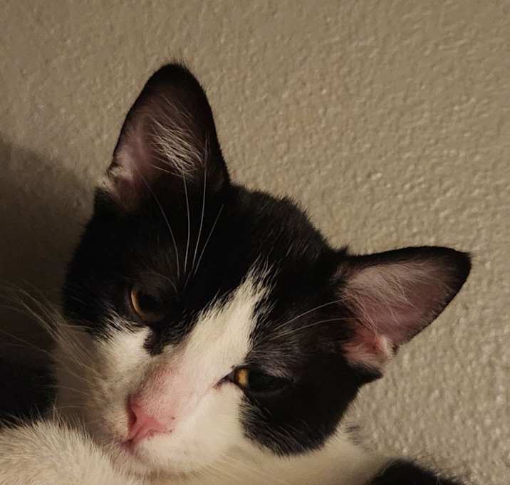 Photo of Skunk