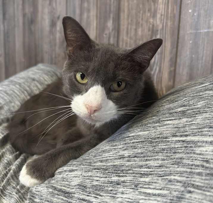 Photo of LiL Kitty
