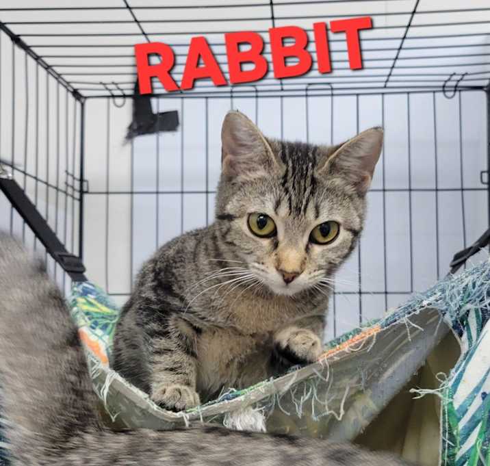 Photo of Rabbit