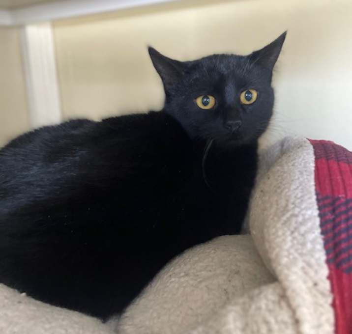 Photo of Pumpkin