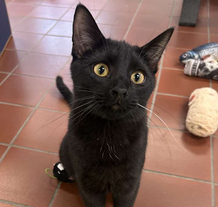 Photo of Bosco