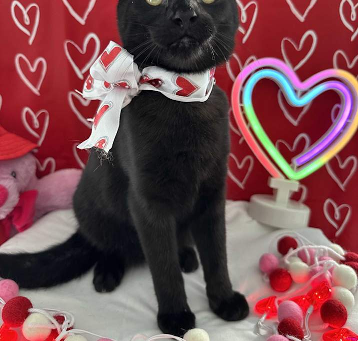 Photo of Shelby