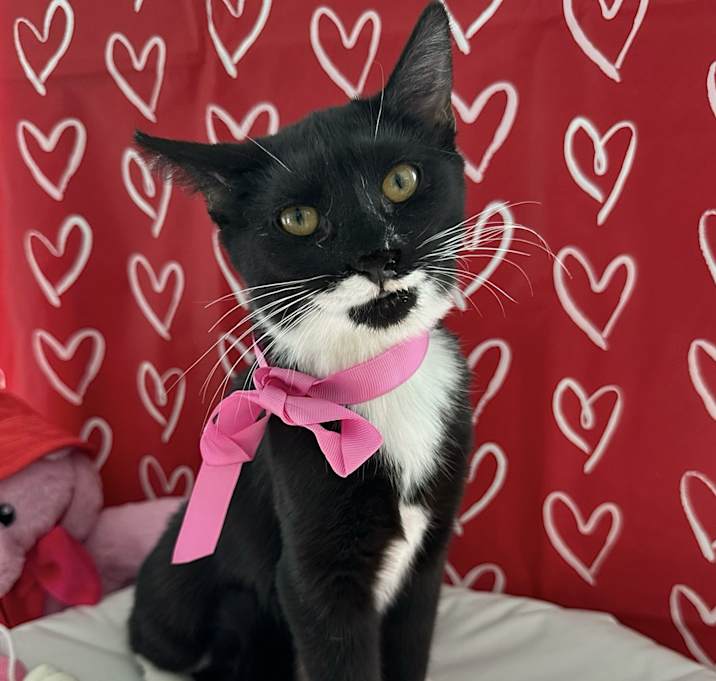 Photo of Maggie pie