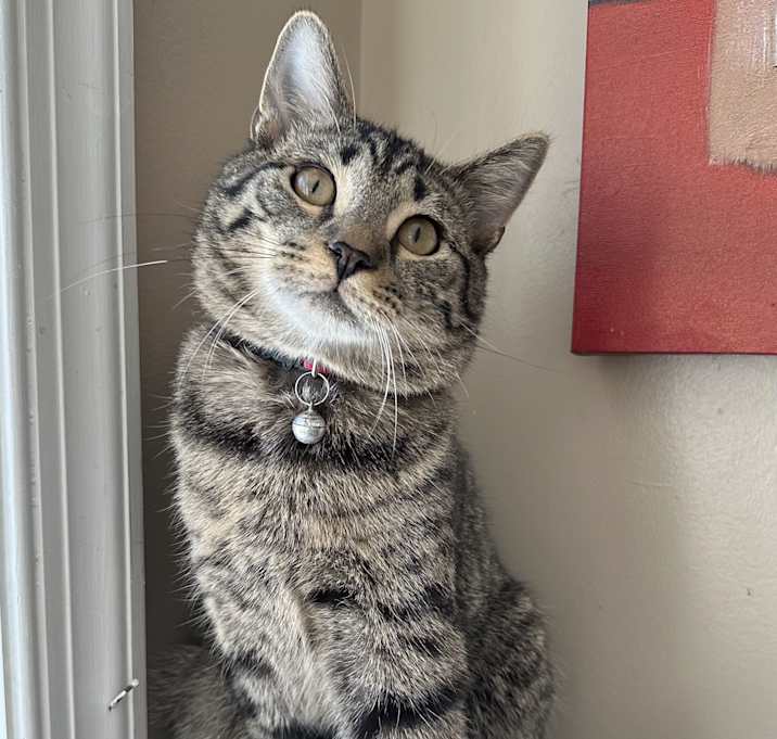 Photo of Atticus