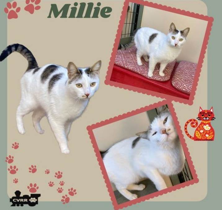 Photo of Millie (Cat)