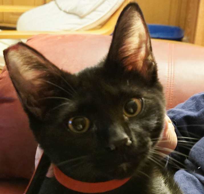 Photo of Daisy