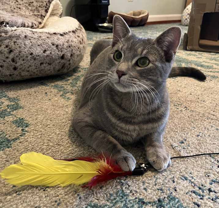 Photo of KiKi-Gentle