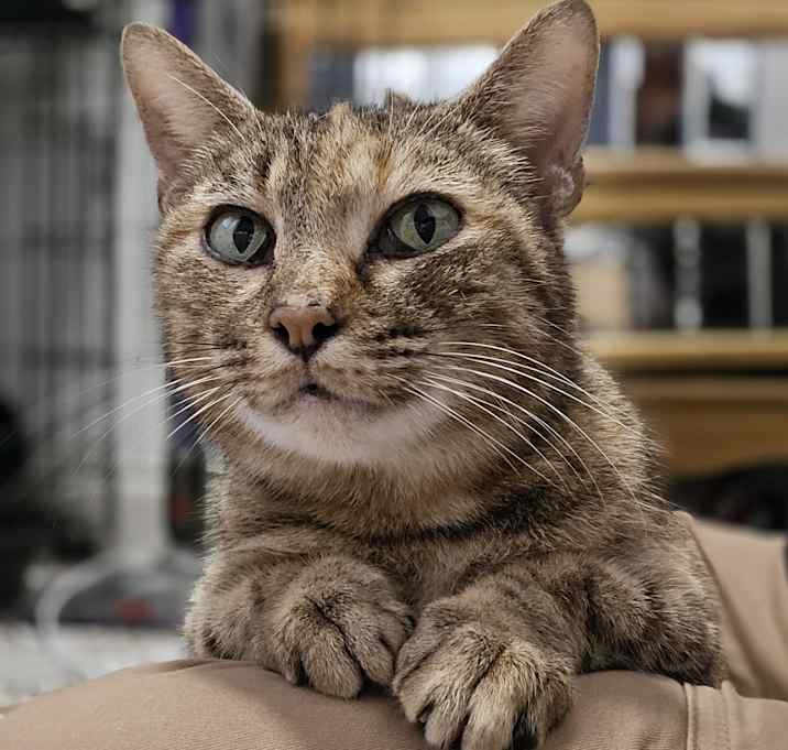 Photo of Ella Kitty