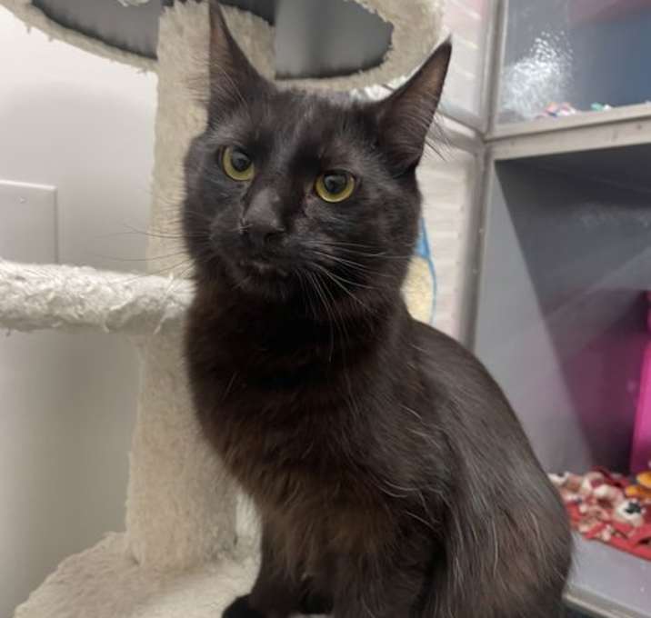 Photo of Corvus