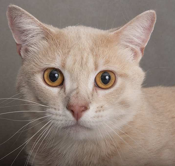 Photo of Phoenix