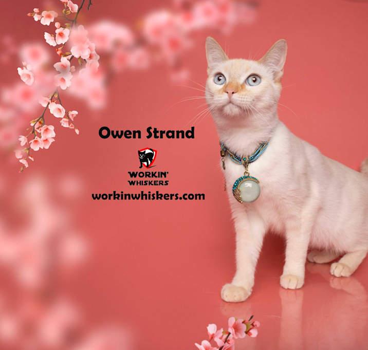 Photo of OWEN STRAND